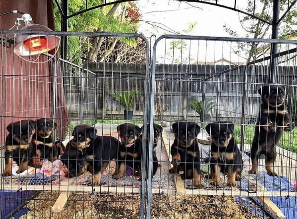 regalo  di rottweiler 