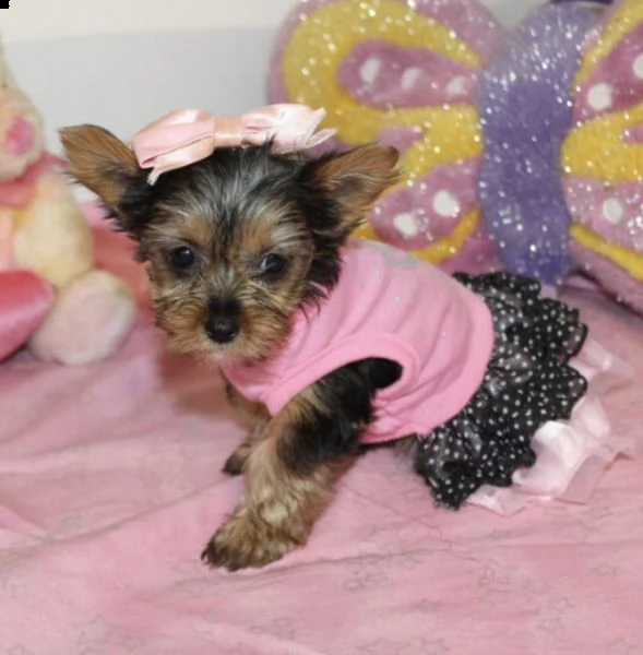 regalo due cuccioli di yorkshire per l'adozione