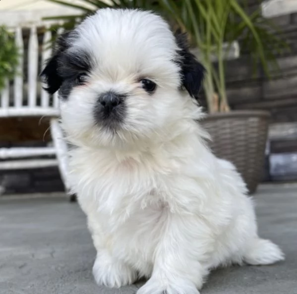 regalo bellissimi cuccioli allevati shih-tzu, colore bianco e nero.