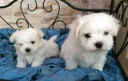 regalo. disponibili cuccioli di maltese.
