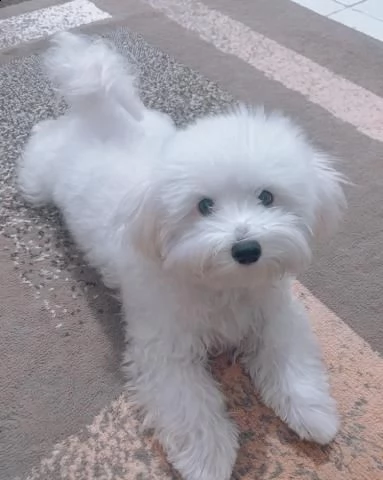 regalo. disponibili cuccioli di maltese. | Foto 0