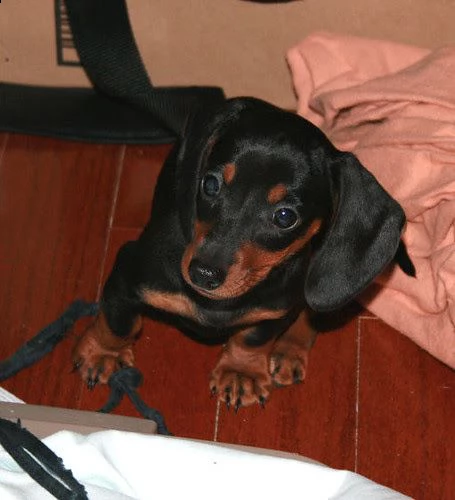 bassotti nani cuccioli | Foto 0