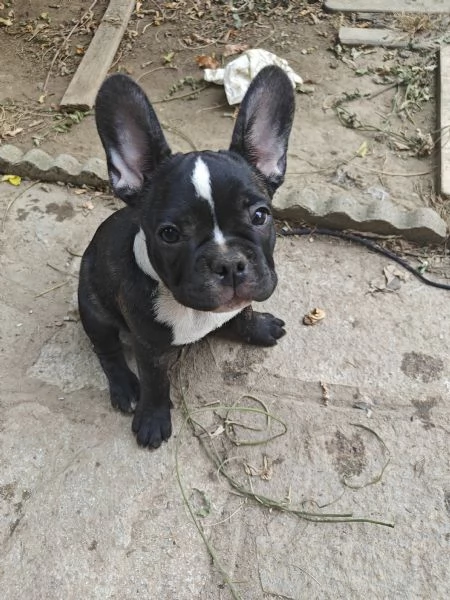 CUCCIOLI DI BULLFOG FRANCESE | Foto 6