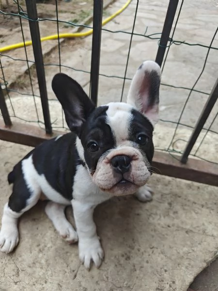 CUCCIOLI DI BULLFOG FRANCESE | Foto 4