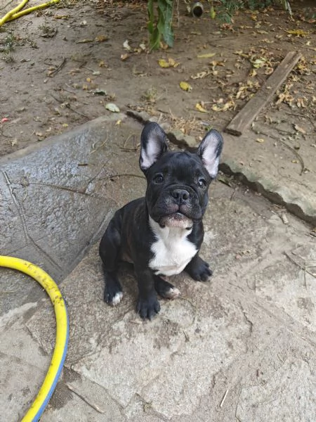 CUCCIOLI DI BULLFOG FRANCESE | Foto 3