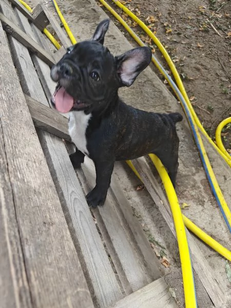 CUCCIOLI DI BULLFOG FRANCESE | Foto 1