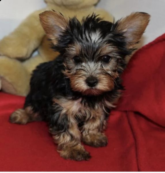 regalo due cuccioli di yorkshire per l'adozione