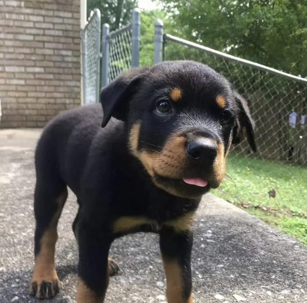 regalo cuccioli di rottweiler 