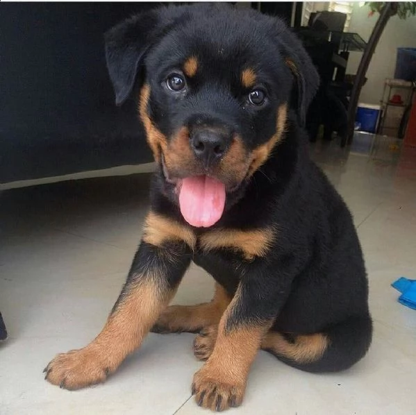 regalo cuccioli rottweiler 