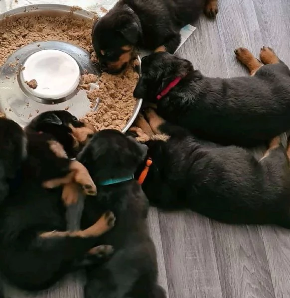 regalo bellissimi maschi e femmine rottweiler  cuccioli
