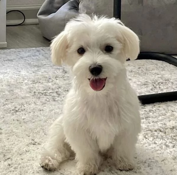  regalo adorabili cuccioli  maltese bianco  femminucce e maschietti