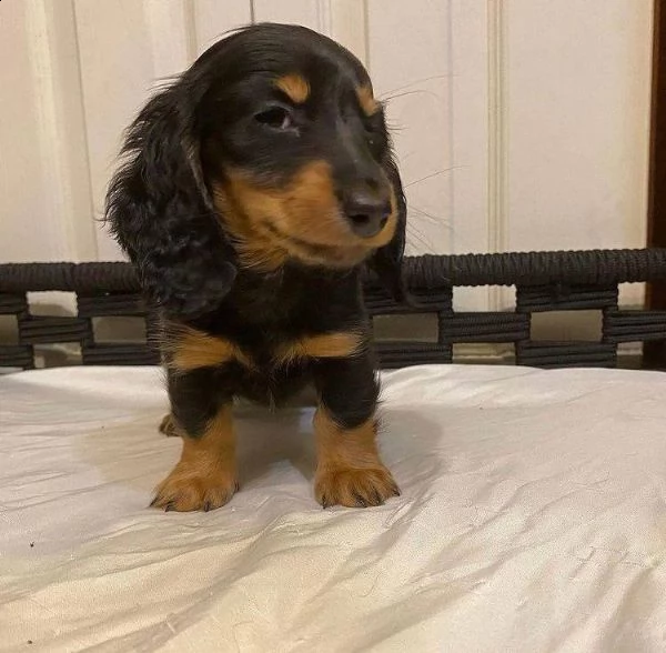 regalo adorabili cuccioli  bassotto (dachshund) femminucce e maschietti disponibili