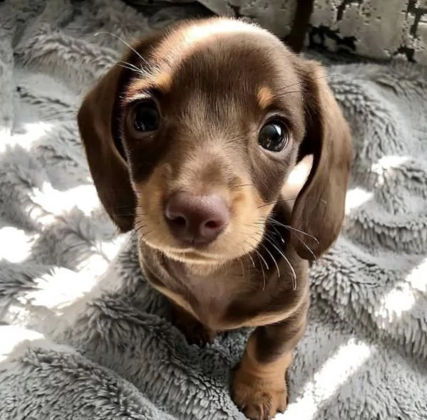  regalo adorabili cuccioli  bassotto femminucce e maschietti