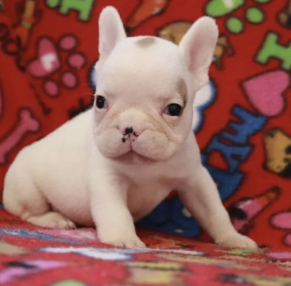  cuccioli di bulldog francese per l'adozione