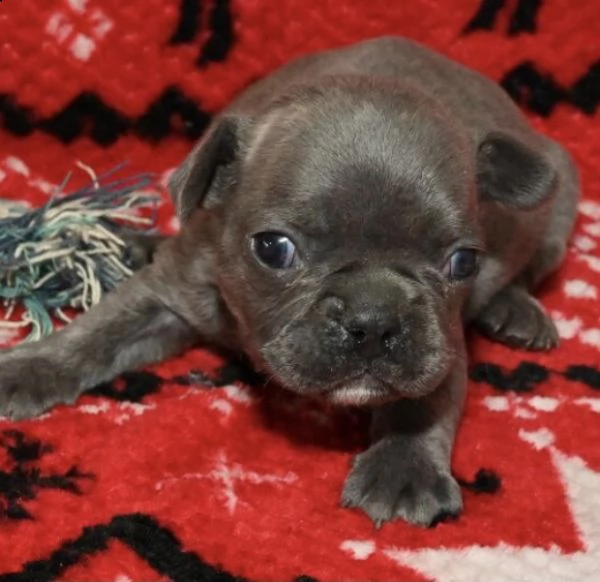 cuccioli di bulldog francese 