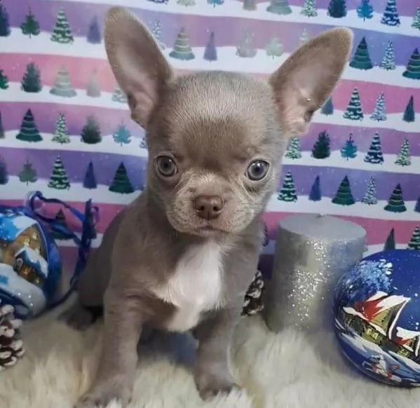 disponibili cuccioli di chihuahua  per adozione