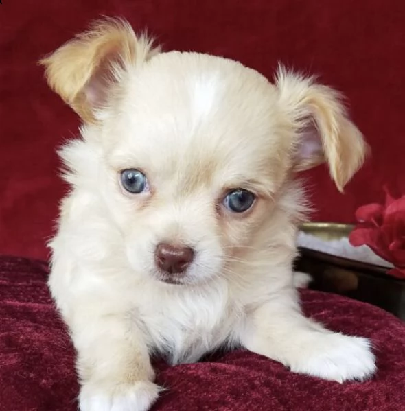 adorabili cuccioli   chihuahua    femminucce e maschietti disponibili