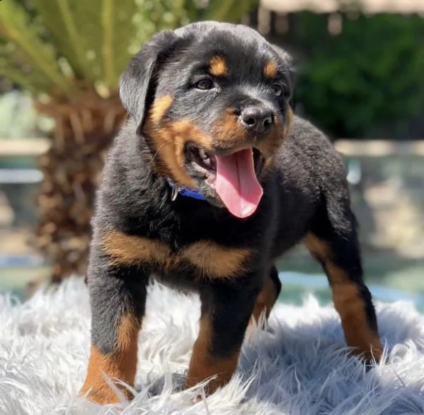 regalo bellissimi maschi e femmine rottweiler  cuccioli