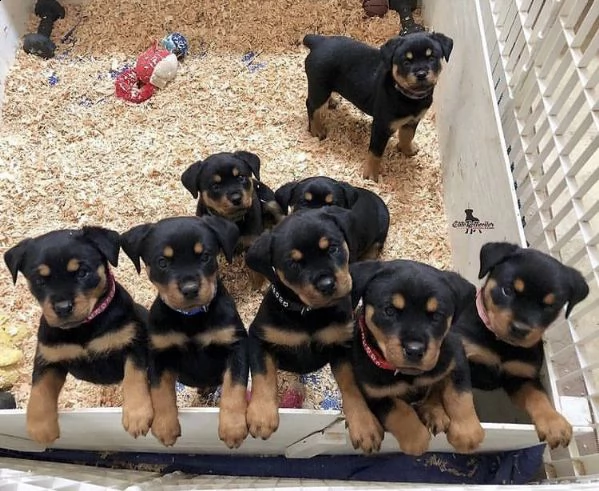 regalo cuccioli di rottweiler 