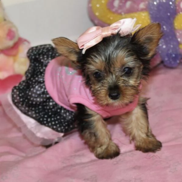 regalo due cuccioli di yorkshire per l'adozione