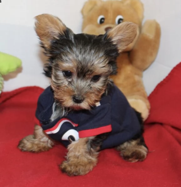 regalo cuccioli yorkshire 