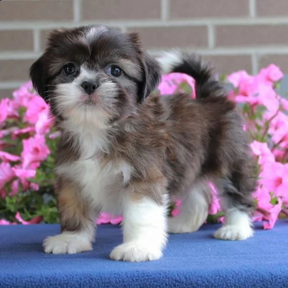 regalo cuccioli shih tzu