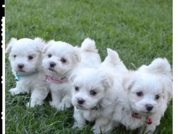 bellissimi cuccioli di puro maltese