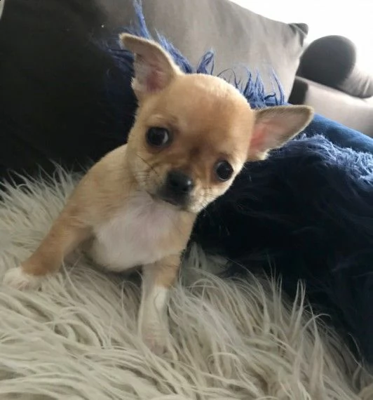 cuccioli di chihuahua per re-homing | Foto 0