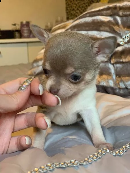 cuccioli di chihuahua per re-homing