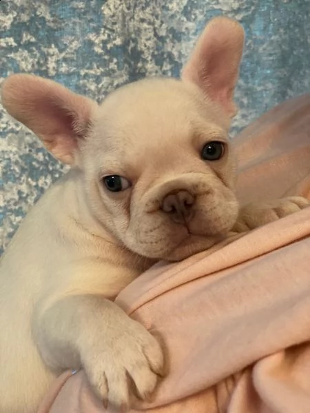 cuccioli di bulldog francese addestrati | Foto 0