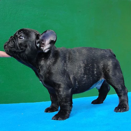 cuccioli di bulldog francese addestrati