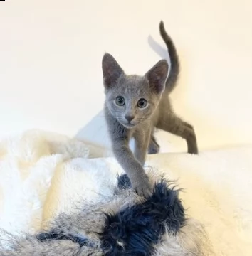 gattino blue di russia