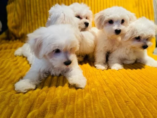 due cuccioli di maltese teacup hanno bisogno di una nuova famiglia