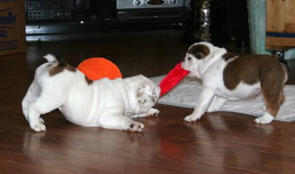 stupendi cuccioli di bulldog inglese | Foto 0