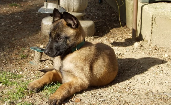 cuccioli pastore belgaa malinois maschio e femmina | Foto 1