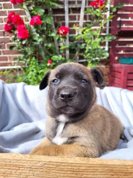 cuccioli pastore belgaa malinois maschio e femmina | Foto 0