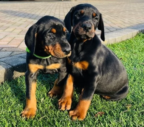 due bellissimo dobermann cuccioli