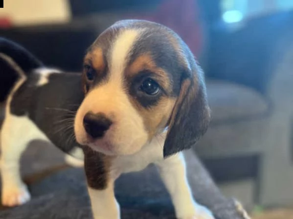 cuccioli di beagle