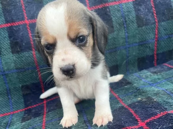 cuccioli di beagle | Foto 2