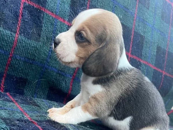 cuccioli di beagle | Foto 0