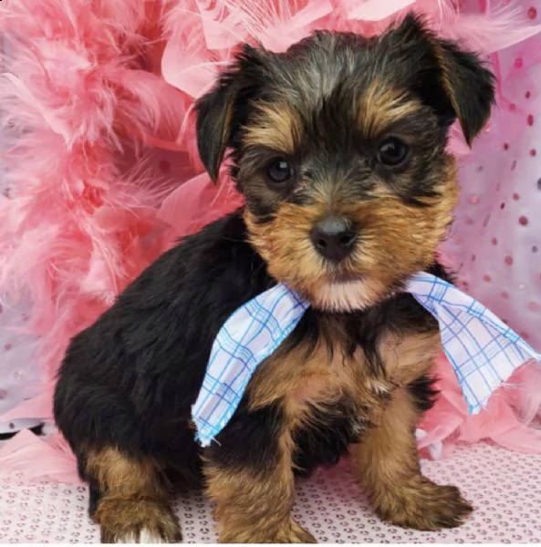 pura razza maschio e femmina cuccioli du yorkshire per regalo | Foto 1