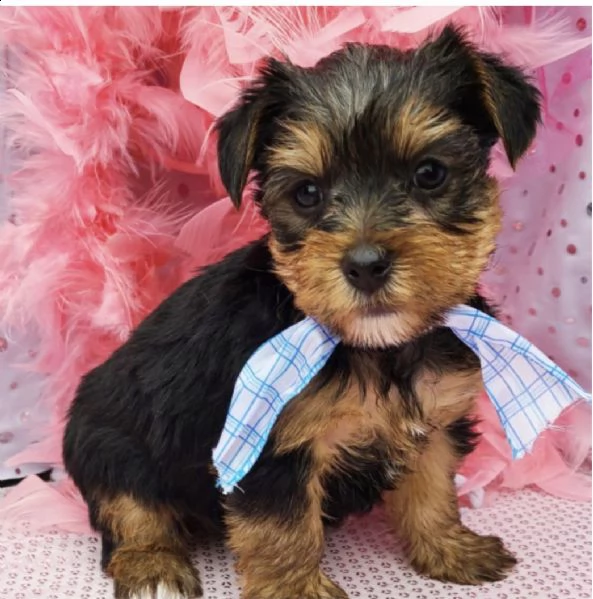 pura razza maschio e femmina cuccioli du yorkshire per regalo | Foto 0