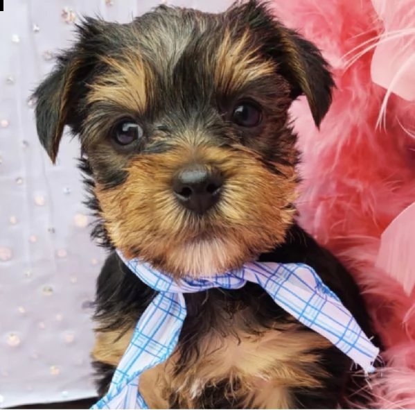 pura razza maschio e femmina cuccioli du yorkshire per regalo