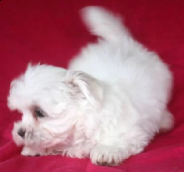 sani e pura razza cuccioli de maltese toy per regalo   | Foto 2