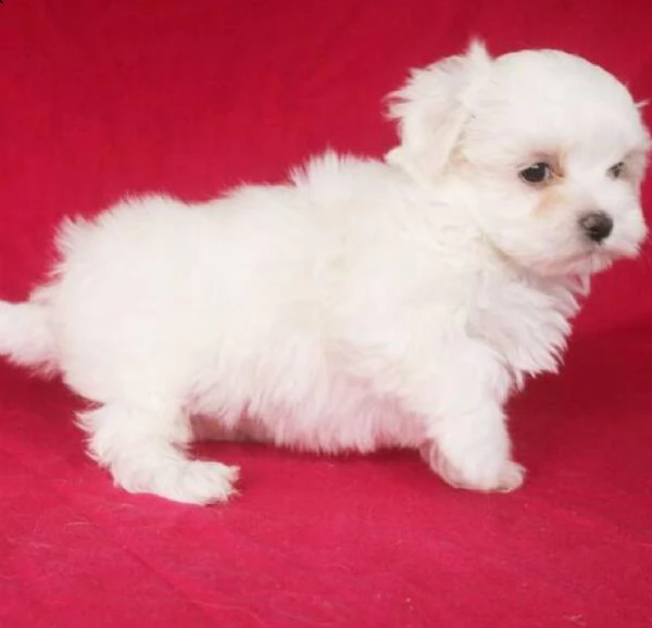 sani e pura razza cuccioli de maltese toy per regalo   | Foto 1