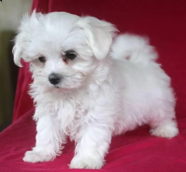 sani e pura razza cuccioli de maltese toy per regalo   | Foto 0