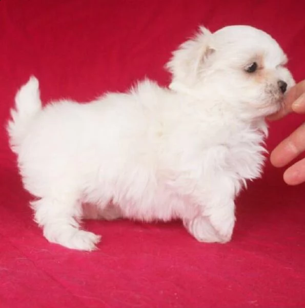 sani e pura razza cuccioli de maltese toy per regalo  