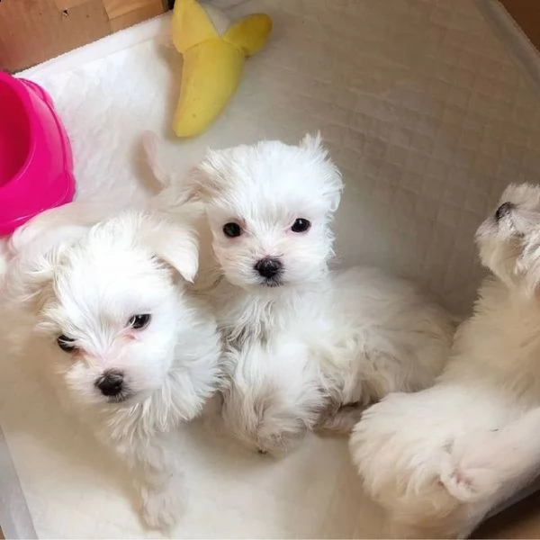 regalo adorabili cuccioli maltese   bianco femminucce e maschietti disponibili
