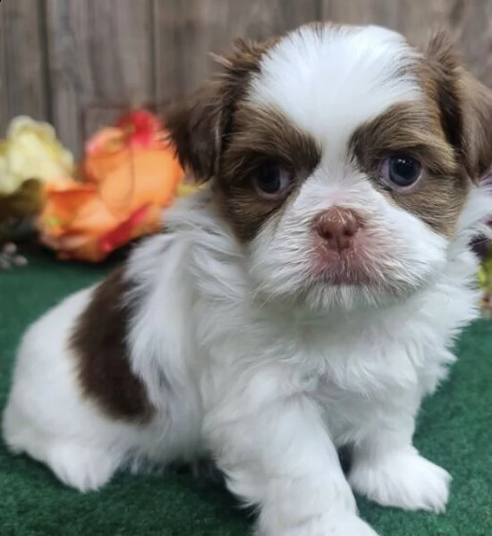 regalo cuccioli shih tzu