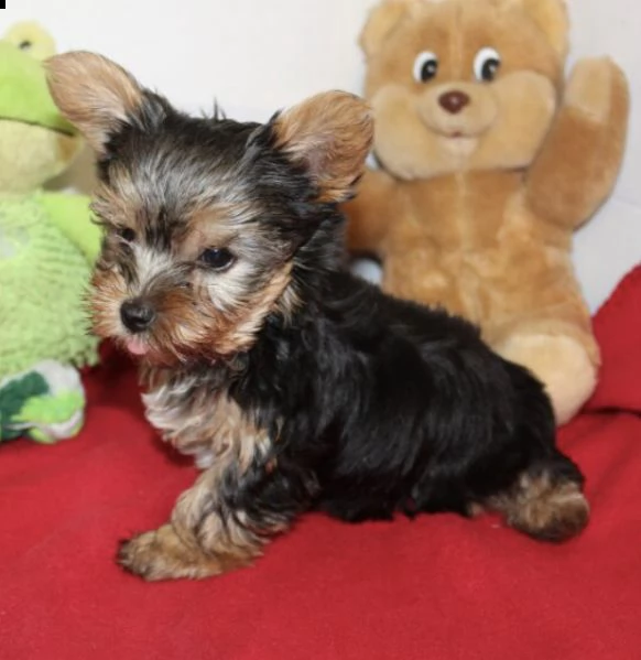 regalo cuccioli di yorkshire  | Foto 0
